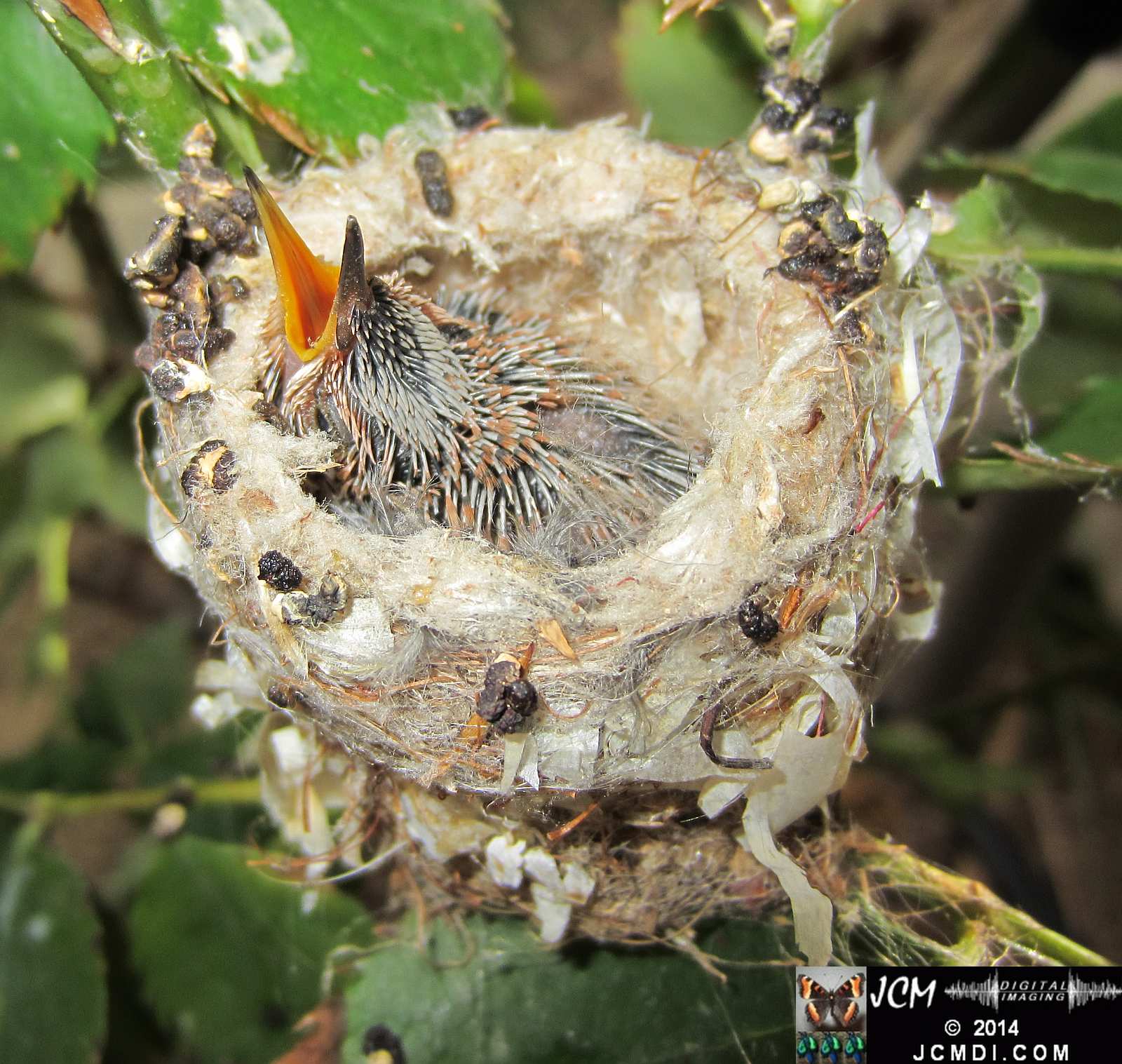 Allens Hummingbird Chick in Nest